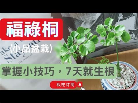 福祿桐水培栽培法|福祿桐水培：輕鬆種植，打造綠意盎然的家 